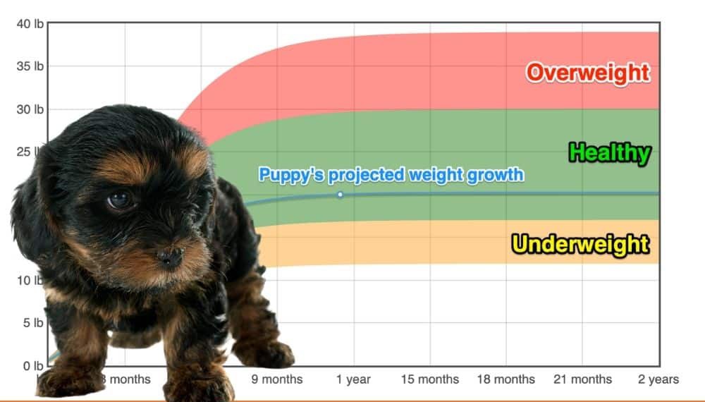 Teacup Yorkshire Terrier Weight+Growth Chart 2024 - How Heavy Will My